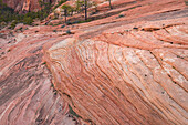 Gesteinsformationen am Lower Kolob Plateau, Zion National Park, Utah, USA