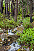 Redwood, Julia Pfeiffer Burns State Park, California
