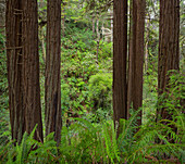 Redwood, Julia Pfeiffer Burns State Park, Kalifornien, USA