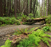 Redwood, Stochoff Creek, Stillwater Cove Regional Park, Sonoma Coast, California, United States