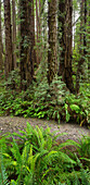 Redwood, Stochoff Creek, Stillwater Cove Regional Park, Sonoma Coast, California, United States