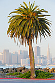 Avenue of the Palms, Treasure Island, San Francisco skyline, California, USA