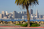 Avenue of the Palma, Treasure Island, San Francisco skyline, California, USA
