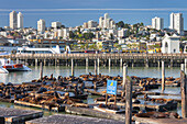 Sea Lion Colony, Pier 39, Fishermans Wharf, San Francisco, California, USA