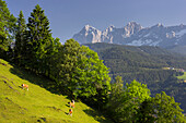 Kuhweide, Ennstal, Dachstein, Styria, Austria