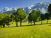 Ramsau, Dachstein, summer meadow, Styria, Austria