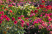 Rosen im Doblhoffpark, Baden bei Wien, Niederösterreich, Österreich