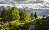 Sheep on Iselsberg, Lienz Dolomites, East Tyrol, Tyrol, Austria