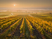 autumnal vineyards between Gumpoldskirchen and Baden near Vienna, Vienna basin, Lower Austria, Austria