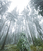 vereister Wald im Wechselgebiet, Niederösterreich, Österreich