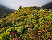 blühender Almenrausch, Niedere Tauern, Schober, Steiermark, Österreich