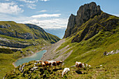 Cows near lake Grubasee, Grubalackenspitze, Rofan mountains, Schwaz, Tyrol, Austria, Europe