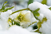 Christmas rose, black hellebore, Lat. Helleborus niger, garden flower with snow in Winter, Pullach im Isartal, south of Munich, Upper Bavaria, Bavaria, Germany, Europe