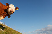 Kuh auf einer Almwiese in den Schlierseer Bergen, Mangfallgebirge, Bayerische Alpen, Oberbayern, Bayern, Deutschland, Europa