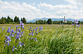 Iris flowers, Lat. Iris moorland at Staffelsee, lake, Nature Reserve western Staffelsee,  near Murnau, Blue Land, district Garmisch-Partenkirchen, Bavarian alpine foreland, Upper Bavaria, Bavaria, Germany, Europe