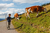 Boy on hiking trail, cows on a mountain pasture, Wallberg, mountain, Tegernseer Berge, Mangfall mountains, Bavarian Alps, Upper Bavaria, Bavaria, Germany, Europe