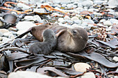 Säugender Baby Seebär und Mutter, Half Moon Bay, Kaikoura, Südinsel, Neuseeland