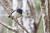 Der einheimische Vogel Robin, Langbeinschnäpper, Abel Tasman National Park, Südinsel, Neuseeland