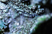 Glow worm at Havelock, Marlborough Sounds, South Island, New Zealand.