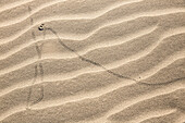 Track of a beetle or a lizard, Wharariki Beach at Farewell Spit, South Island, New Zealand