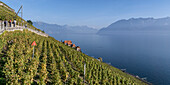 Vineyards Lake Geneva, Lavaux