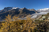 Panorama vom Aletsch Gletscher im Herbst, Schweiz