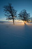schneebedeckte Buchen und Sonnenuntergang, Schauinsland, nahe Freiburg im Breisgau, Schwarzwald, Baden-Württemberg, Deutschland