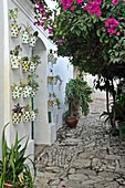 Flowerpots on the wall and tree in the old town, Castellar de la Frontera, Andalusia, Spain