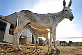 Andalusian giant donkey with foal, Burro Andaluz, near Malaga, Andalusia, Spain