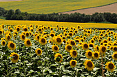 Huge fields with sunflowers near Cordoba, Andalusia, Spain