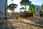 Pilgrims with oxcart on the way to El Rocio on the route La Raya Real from Sevilla to El Rocio, Huelva, Andalusien, Spanien