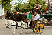 Very small horse cart in front of big horse Chaise at the Feria de Malaga, Malaga, Andalusia, Spain