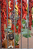 Dog behind fence where pointed red pepper is drying, Monachil near Granada, at the foothills of the Sierra Nevada, Andalusia, Spain