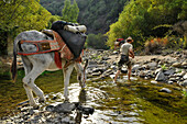 Man walking with donkey through a creek while the donkey is drinking, man with his two Andalusian donkeys in the Serrania de Ronda, Andalusia, Spain