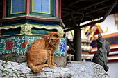 Katze im Wat Po, Bangkok, Thailand