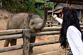 Thai Elephant bei Lampang, Nord-Thailand, Thailand