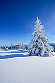 Snow-covered trees with view to Chiemgau range, Hochries, Samerberg, Chiemgau range, Chiemgau, Upper Bavaria, Bavaria, Germany