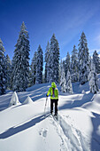 Frau auf Skitour geht durch Winterwald, Hochries, Samerberg, Chiemgauer Alpen, Chiemgau, Oberbayern, Bayern, Deutschland