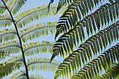 Treefern (Cyathea sp) fronds in rainforest, Marojejy National Park, Madagascar