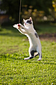 Domestic Cat (Felis catus) kitten playing with toy, Germany