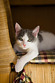 Domestic Cat (Felis catus) kitten in living room, Germany