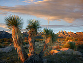 Yucca (Yucca sp) and Organ Mountains near Las Cruces, New Mexico