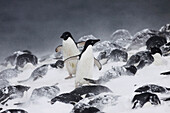 Adelie Penguin (Pygoscelis adeliae) group in snow storm, Antarctica