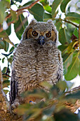Great Horned Owl (Bubo virginianus) owlet, Pantanal, Brazil