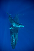 'Humpback Whale (Megaptera novaeangliae) and calf, Maui, Hawaii - notice must accompany publication; photo obtained under NMFS permit 0753-1599'