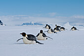 Emperor Penguin (Aptenodytes forsteri) group tobogganing, Antarctica