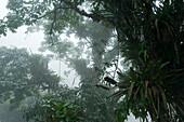 Trees in cloud forest, Henri Pittier National Park, Venezuela