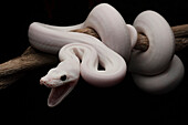 Reticulated Python (Python reticulatus), leucistic individual, in defensive position, Jakarta, Indonesia