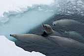 Crabeater Seal (Lobodon carcinophagus) group surfacing to breathe through brash ice, Admiralty Sound, Weddell Sea, Antarctica