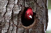 Magellanic Woodpecker (Campephilus magellanicus) male at nest entrance, in Southern Beech (Nothofagus sp), Tierra del Fuego National Park, Argentina
